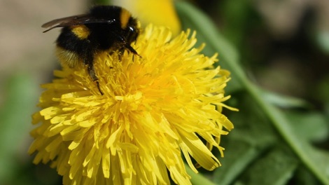 Bumblebee on dandelion